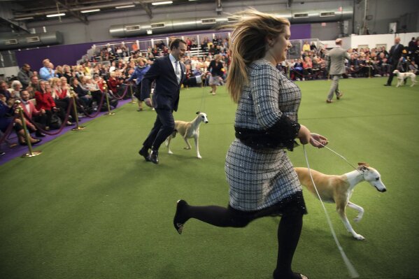Westminster dog 2025 show 2019 schipperke